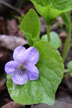 Viola mirabilis / Broad-Leaved Violet, D Ingelheim 5.4.2008