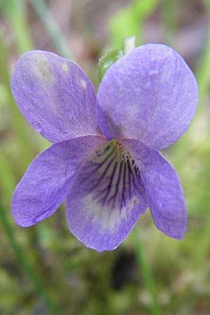 Viola mirabilis \ Wunder-Veilchen, D Ingelheim 5.4.2008