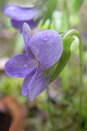 Viola mirabilis \ Wunder-Veilchen / Broad-Leaved Violet, D Ingelheim 5.4.2008