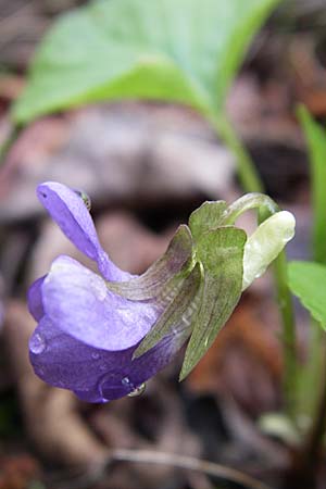 Viola mirabilis \ Wunder-Veilchen / Broad-Leaved Violet, D Ingelheim 5.4.2008