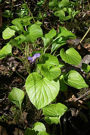 Viola mirabilis \ Wunder-Veilchen / Broad-Leaved Violet, D Ingelheim 20.4.2008