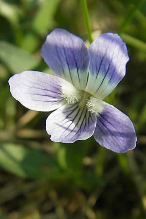 Viola pumila \ Niedriges Veilchen, D Lampertheim 15.4.2009