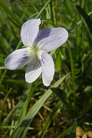 Viola pumila \ Niedriges Veilchen / Meadow Violet, D Lampertheim 15.4.2009