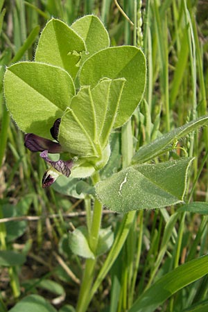 Vicia johannis var. johannis \ Maus-Wicke / Johannis Vetch, D Gerolzhofen-Sulzheim 25.4.2009