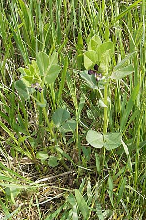 Vicia johannis var. johannis \ Maus-Wicke, D Gerolzhofen-Sulzheim 25.4.2009