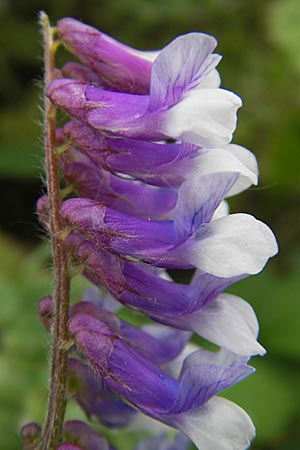 Vicia villosa \ Zottel-Wicke, Zottige Wicke / Hairy Vetch, D Mannheim 3.5.2009