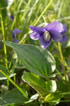 Viola riviniana / Common Dog Violet, D Viernheim 4.5.2009