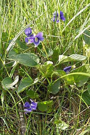 Viola riviniana \ Hain-Veilchen, D Viernheim 4.5.2009