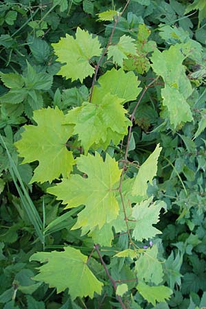 Vitis sylvestris ? \ Wilde Weinrebe, D Mannheim Mühlau-Hafen 4.10.2011