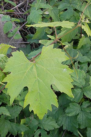 Vitis sylvestris ? \ Wilde Weinrebe / Grape Vine, D Mannheim Mühlau-Hafen 4.10.2011