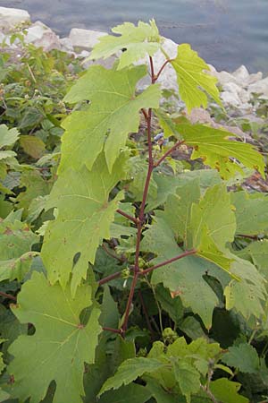 Vitis sylvestris ? \ Wilde Weinrebe, D Mannheim Mühlau-Hafen 4.10.2011