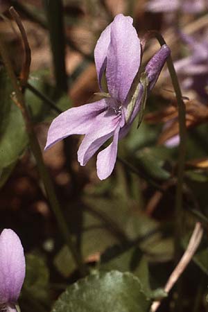 Viola reichenbachiana, Wald-Veilchen