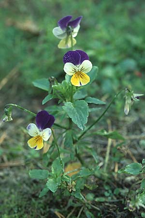 Viola tricolor \ Wildes Stiefmtterchen, D Wachenheim 9.10.2005