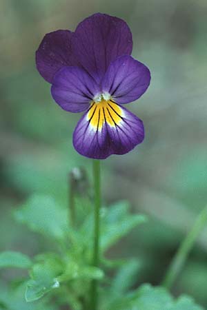 Viola tricolor \ Wildes Stiefmtterchen / Heartsease, Wild Pansy, D Wachenheim 9.10.2005