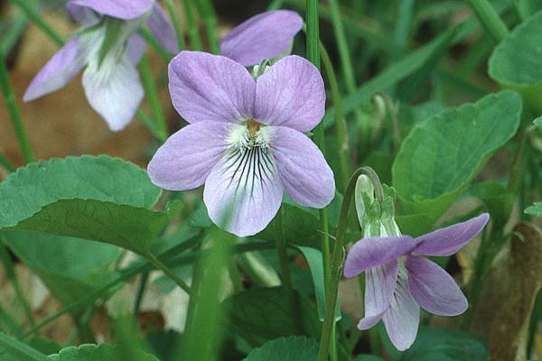 Viola riviniana / Common Dog Violet, D Donnersberg 24.4.1993