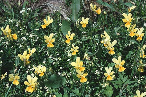 Viola calaminaria \ Gelbes Galmei-Stiefmtterchen, Gelbes Galmei-Veilchen, D Stolberg 11.6.2000