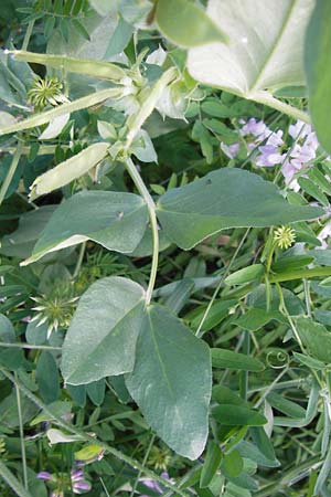 Vicia johannis var. procumbens \ Niederliegende Maus-Wicke / Procumbent Johannis Vetch, D Rauenberg 22.6.2013