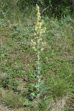 Verbascum lychnitis / White Mullein, D Rheinhessen, Flonheim 14.6.2008