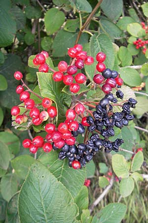 Viburnum lantana \ Wolliger Schneeball / Wayfaring Tree, D Schauernheim 18.7.2011