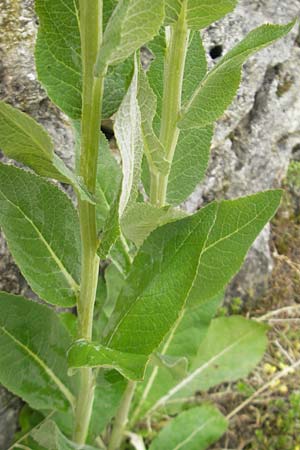 Verbascum lychnitis / White Mullein, D Nördlingen 8.6.2012