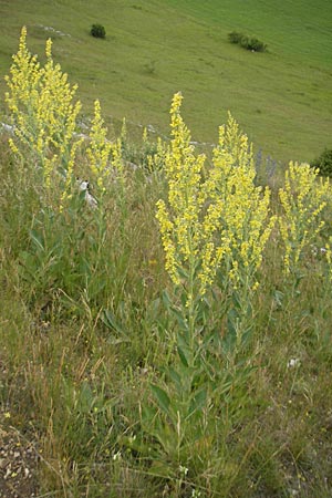 Verbascum lychnitis \ Mehlige Knigskerze / White Mullein, D Nördlingen 8.6.2012