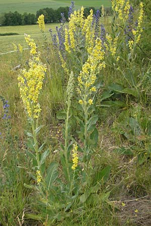 Verbascum lychnitis / White Mullein, D Nördlingen 8.6.2012