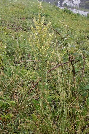 Verbascum lychnitis \ Mehlige Knigskerze / White Mullein, D Raunheim 29.6.2013