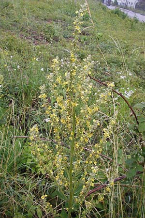 Verbascum lychnitis \ Mehlige Knigskerze / White Mullein, D Raunheim 29.6.2013