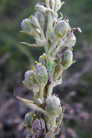 Verbascum lychnitis \ Mehlige Knigskerze / White Mullein, D Mannheim 23.9.2014