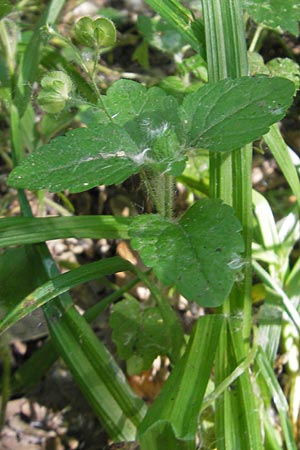 Veronica montana \ Berg-Ehrenpreis / Wood Speedwell, D Bruchsal 24.5.2011