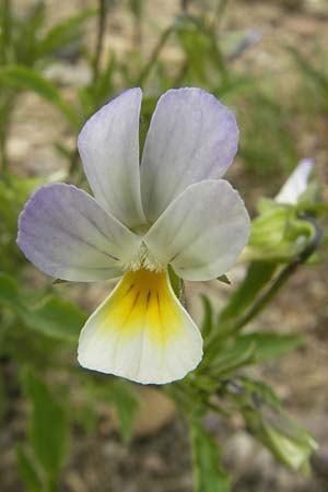 Viola arvensis subsp. megalantha \ Grobltiges Acker-Stiefmtterchen / Field Pansy, D Waghäusel-Wiesental 24.6.2012