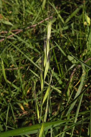 Festuca bromoides \ Trespen-FederschwingelSchwingel / Brome Fescue, D Mannheim 27.6.2013