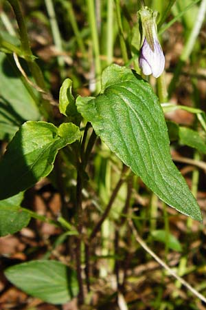 Viola montana \ Berg-Veilchen, D Miltenberg 17.5.2014