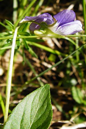 Viola montana \ Berg-Veilchen, D Miltenberg 17.5.2014