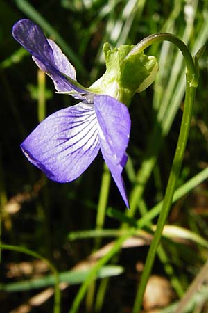 Viola montana \ Berg-Veilchen, D Miltenberg 17.5.2014