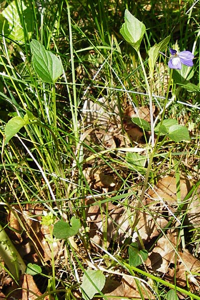 Viola montana \ Berg-Veilchen, D Miltenberg 17.5.2014