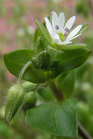 Stellaria neglecta \ Auwald-Vogelmiere / Greater Chickweed, D Mannheim 16.4.2006