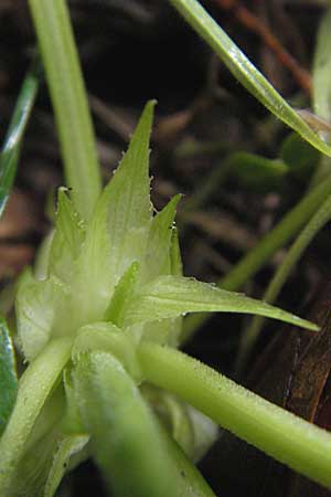 Viola odorata \ Wohlriechendes Veilchen, Mrz-Veilchen, D Darmstadt 13.4.2010