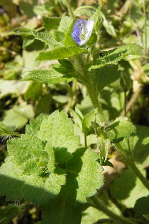 Veronica persica \ Persischer Ehrenpreis / Common Field Speedwell, D Wanfried 3.8.2013