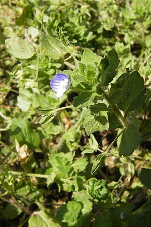 Veronica persica \ Persischer Ehrenpreis / Common Field Speedwell, D Wanfried 3.8.2013