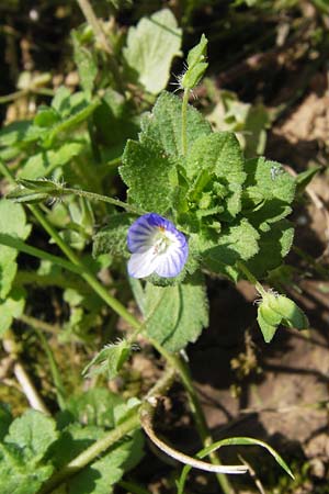 Veronica persica \ Persischer Ehrenpreis / Common Field Speedwell, D Wanfried 3.8.2013