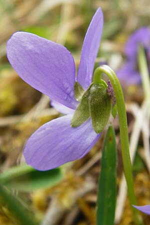 Viola hirta \ Rauhaariges Veilchen, D Ketsch 3.4.2014