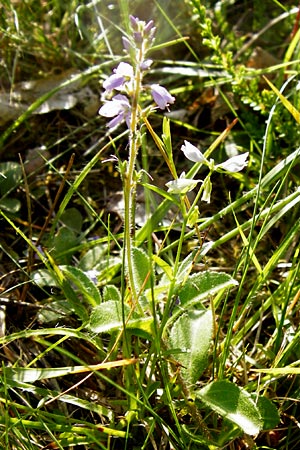 Veronica officinalis \ Echter Ehrenpreis, Wald-Ehrenpreis / Heath Speedwell, D Odenwald, Neckarsteinach-Darsberg 5.6.2014