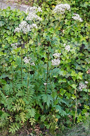 Valeriana excelsa \ Echter Kriech-Baldrian, Kriechender Arznei-Baldrian / High Valerian, D Passau 10.6.2014