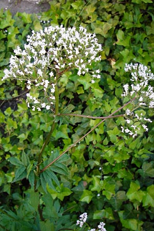 Valeriana excelsa \ Echter Kriech-Baldrian, Kriechender Arznei-Baldrian, D Passau 10.6.2014