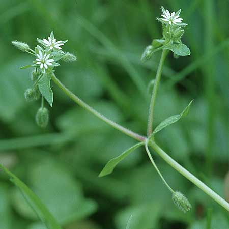 Stellaria media / Common Chickweed, D Spessart, Jossa 6.5.2006