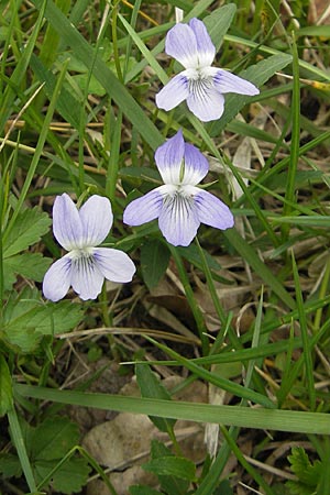 Viola pumila / Meadow Violet, D Lampertheim 1.5.2009