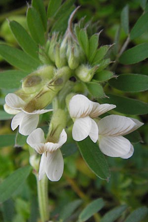 Vicia pannonica subsp. pannonica \ Ungarische Wicke / Hungarian Vetch, D Deidesheim 27.10.2011