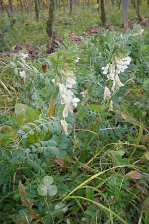 Vicia pannonica subsp. pannonica \ Ungarische Wicke / Hungarian Vetch, D Deidesheim 27.10.2011