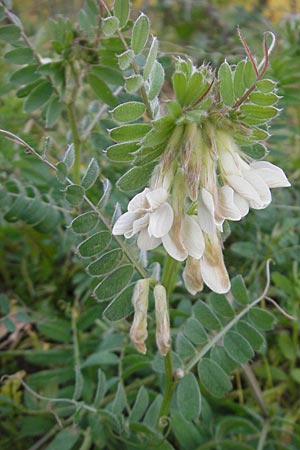 Vicia pannonica subsp. pannonica \ Ungarische Wicke / Hungarian Vetch, D Deidesheim 27.10.2011